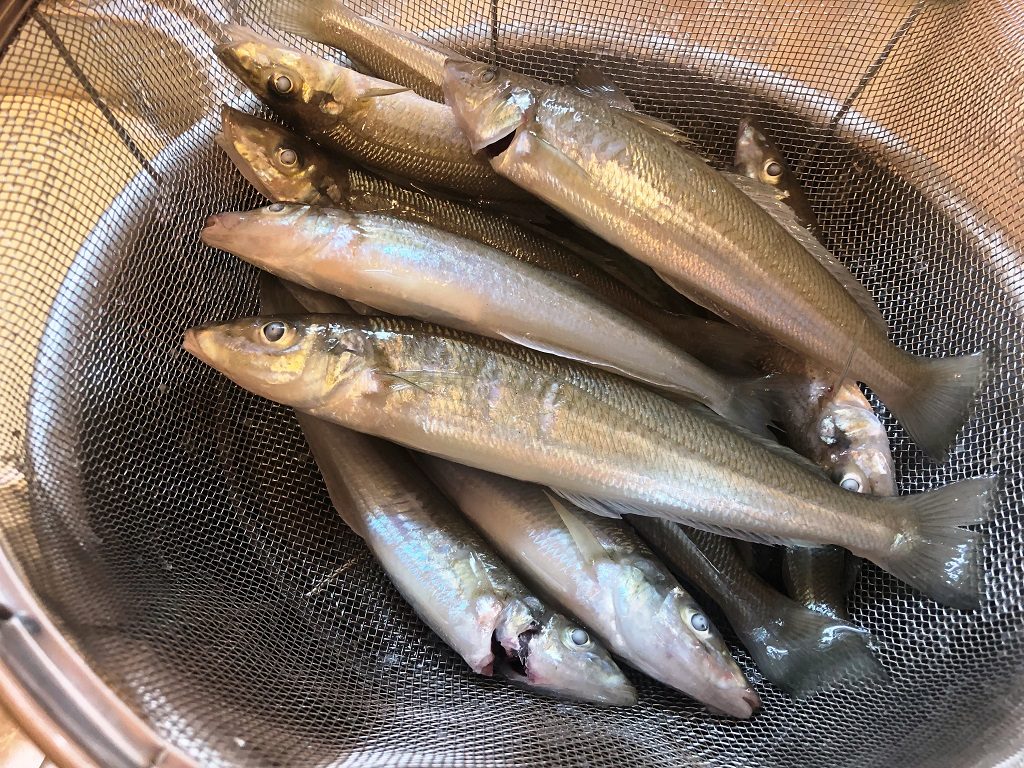 大貫シロギス釣り