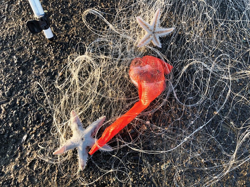 ワタリガニ釣れず